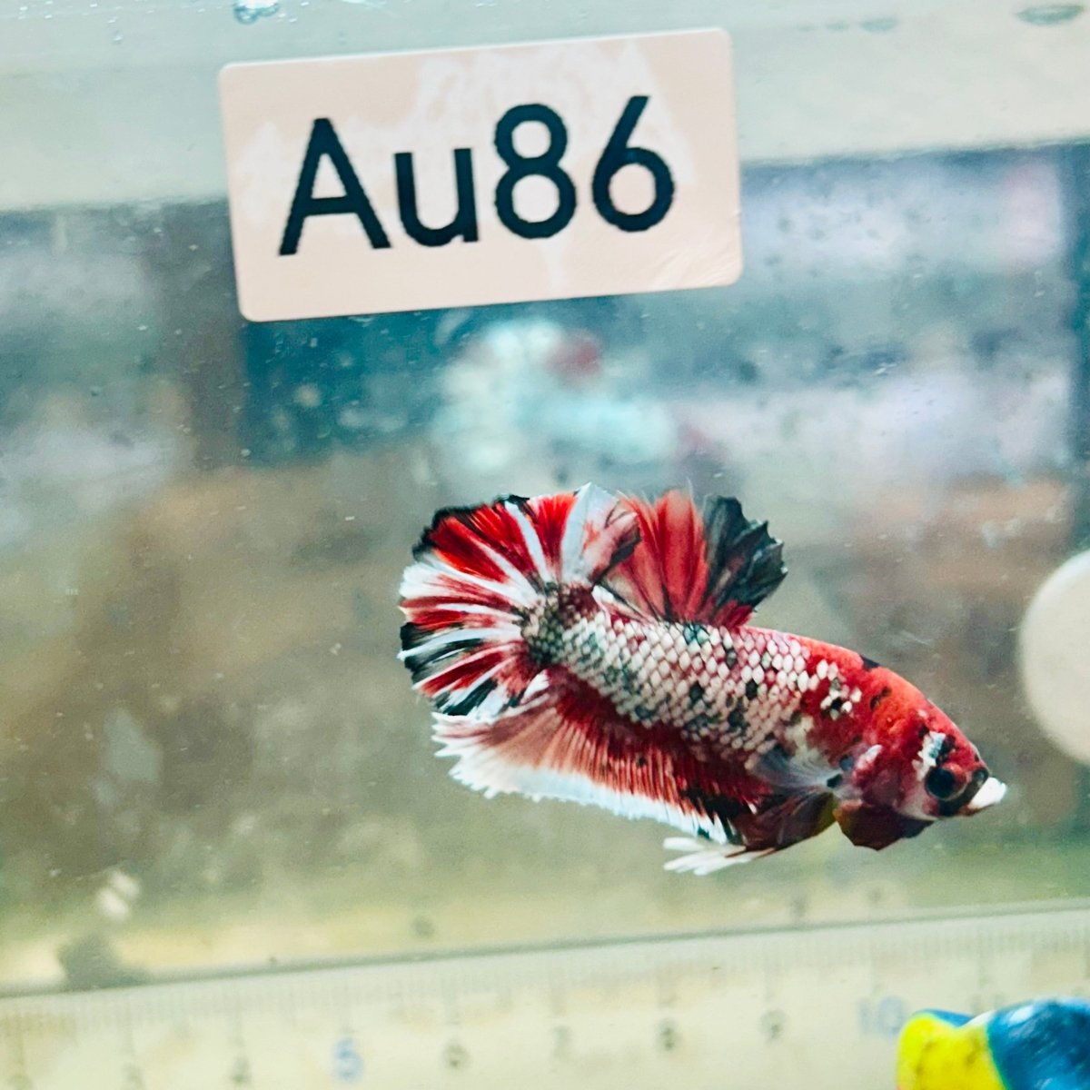 Red Koi Galaxy Plakat - Male Betta #Au86