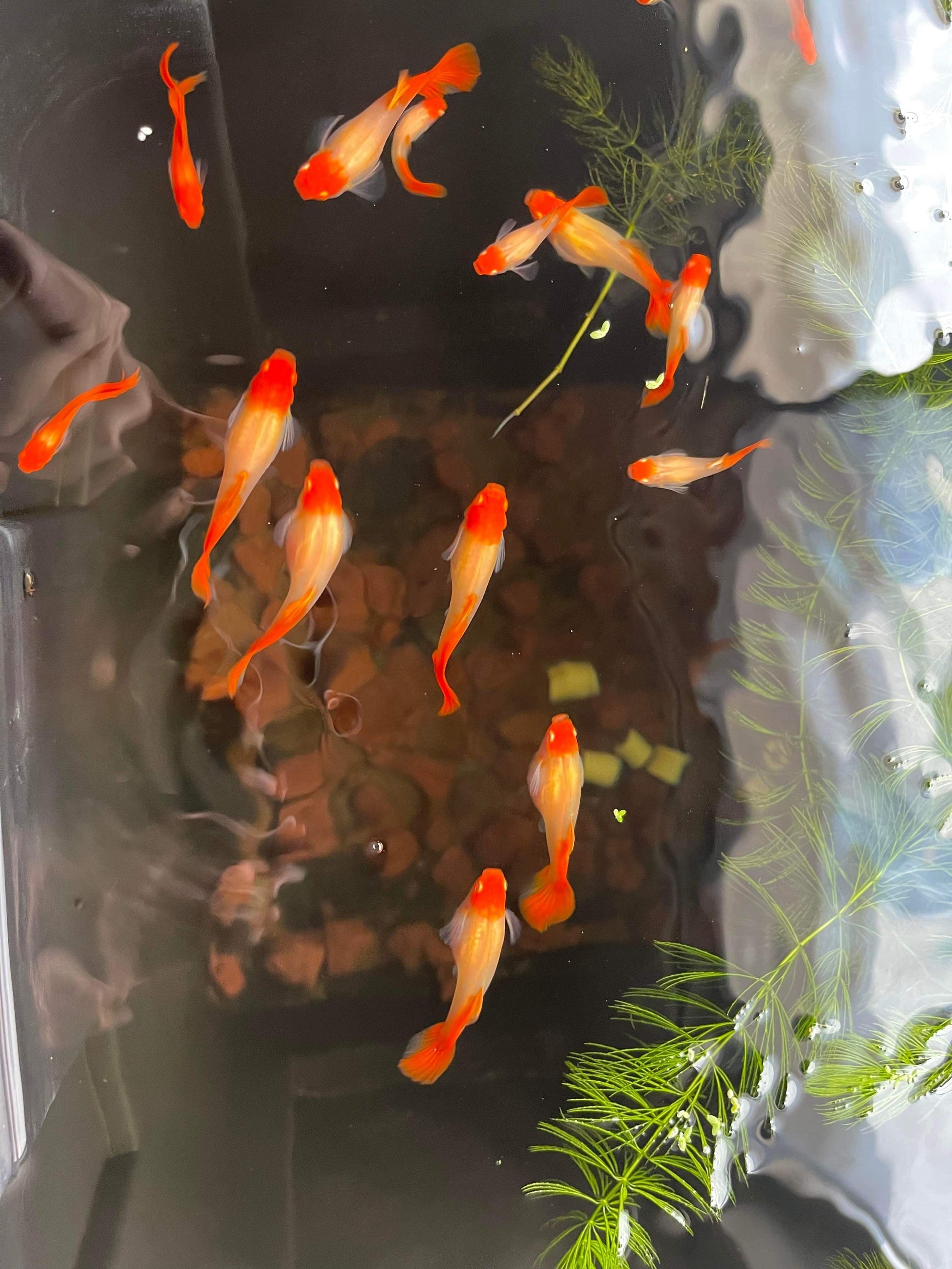 Red koi guppy