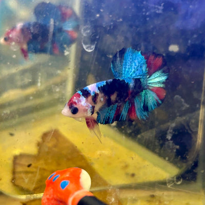 Red Koi Plakat - Male Betta J20
