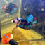 Red Koi Plakat - Male Betta J20