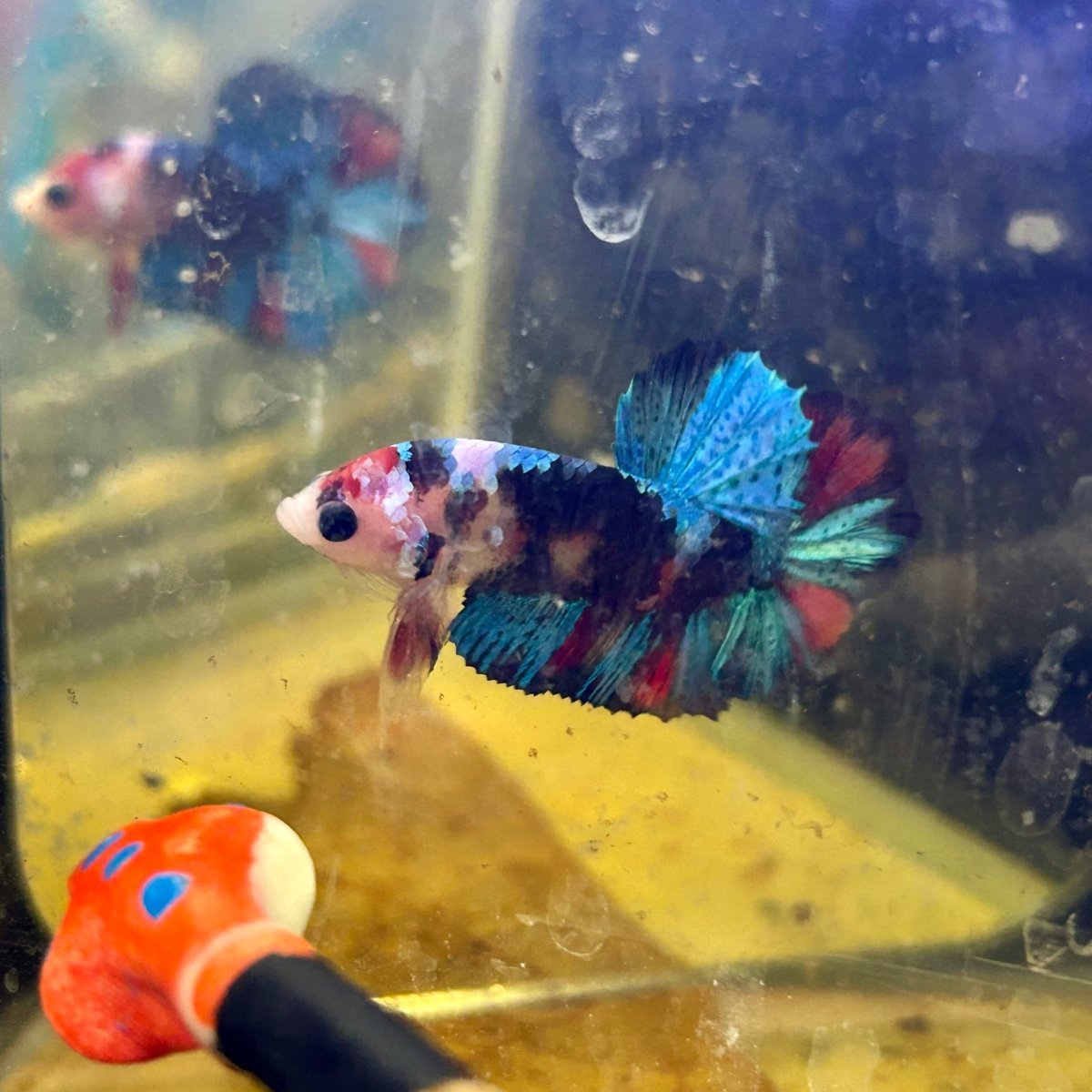 Red Koi Plakat - Male Betta J20