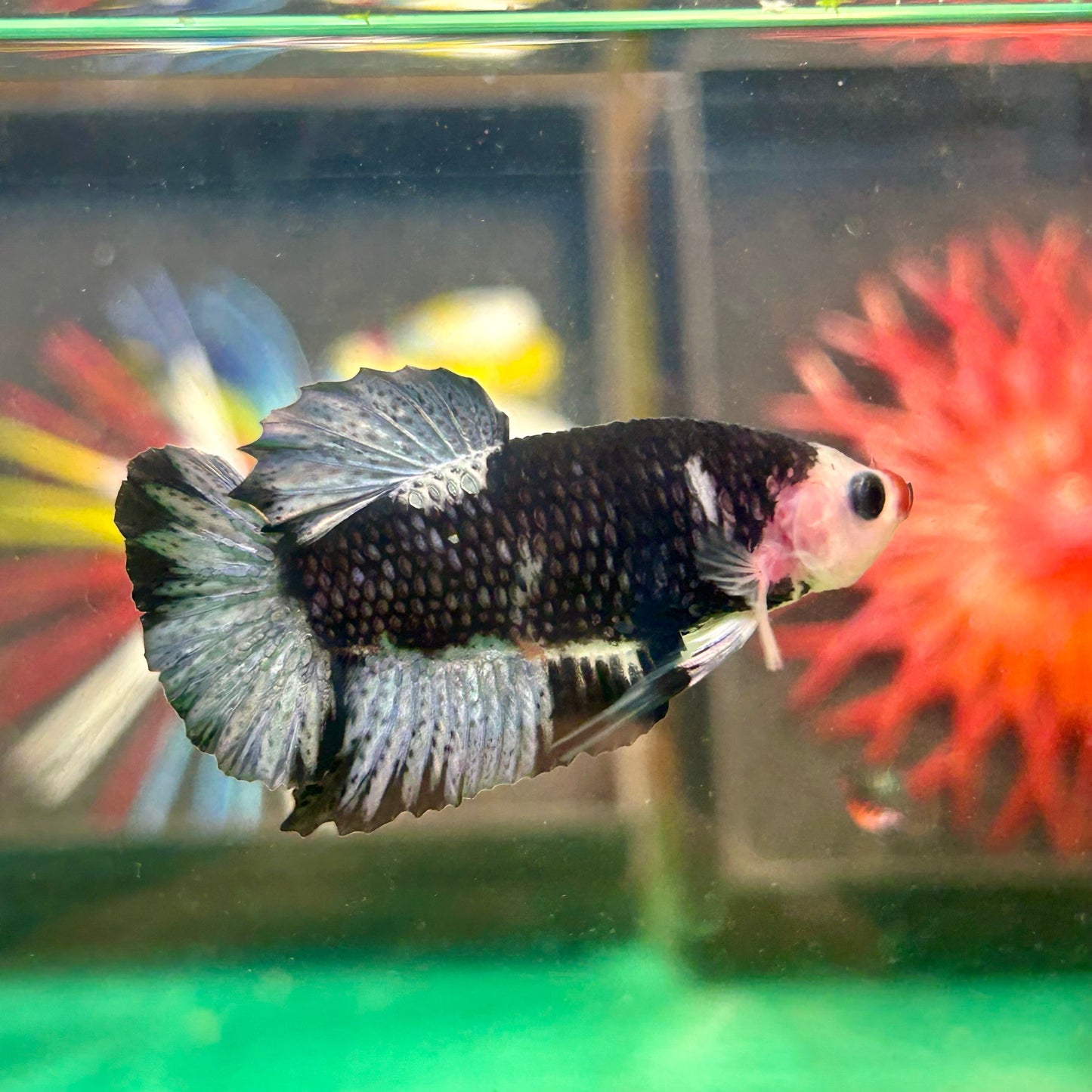 Red Lip AOC Avarta Plakat - Male Betta 51