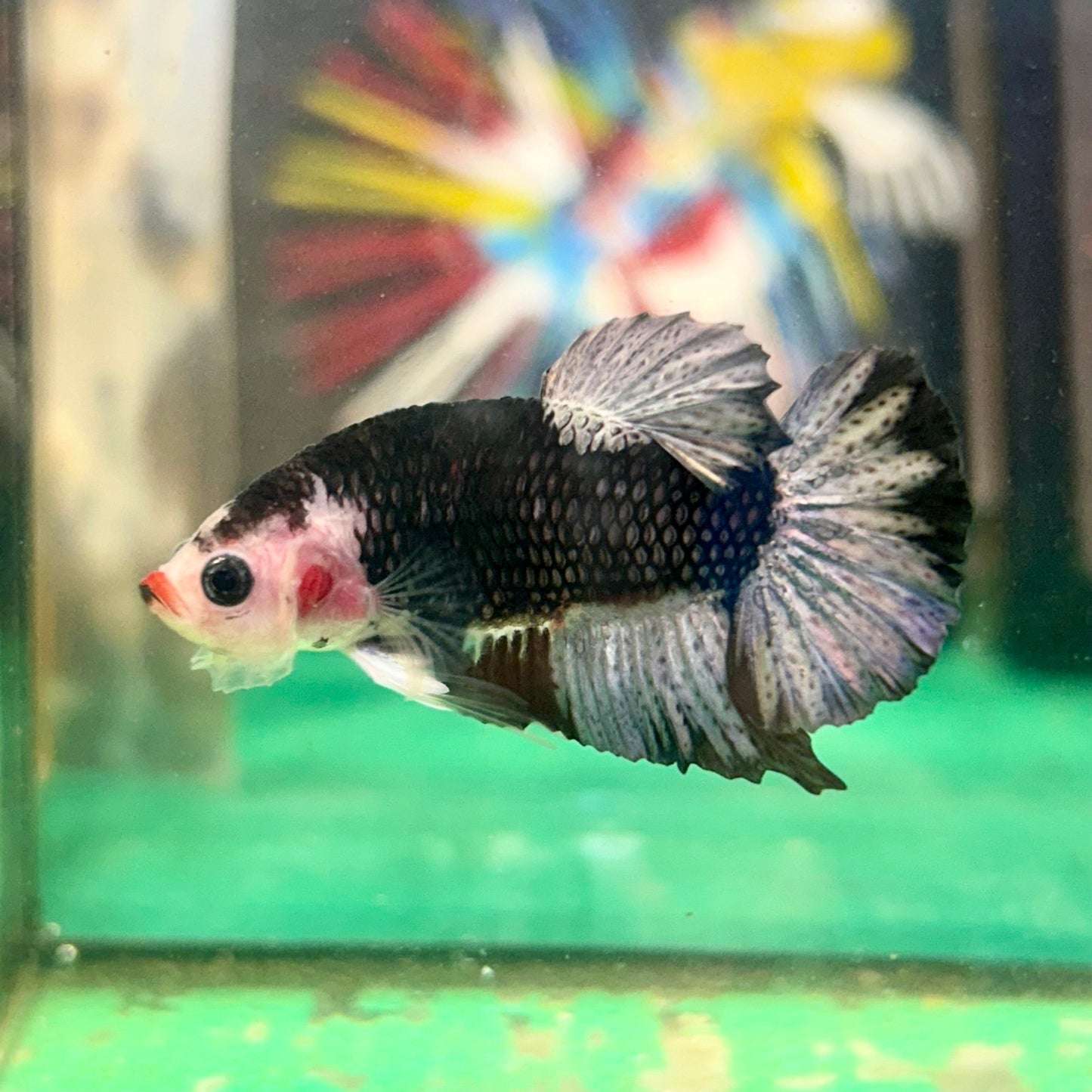 Red Lip AOC Avarta Plakat - Male Betta 51