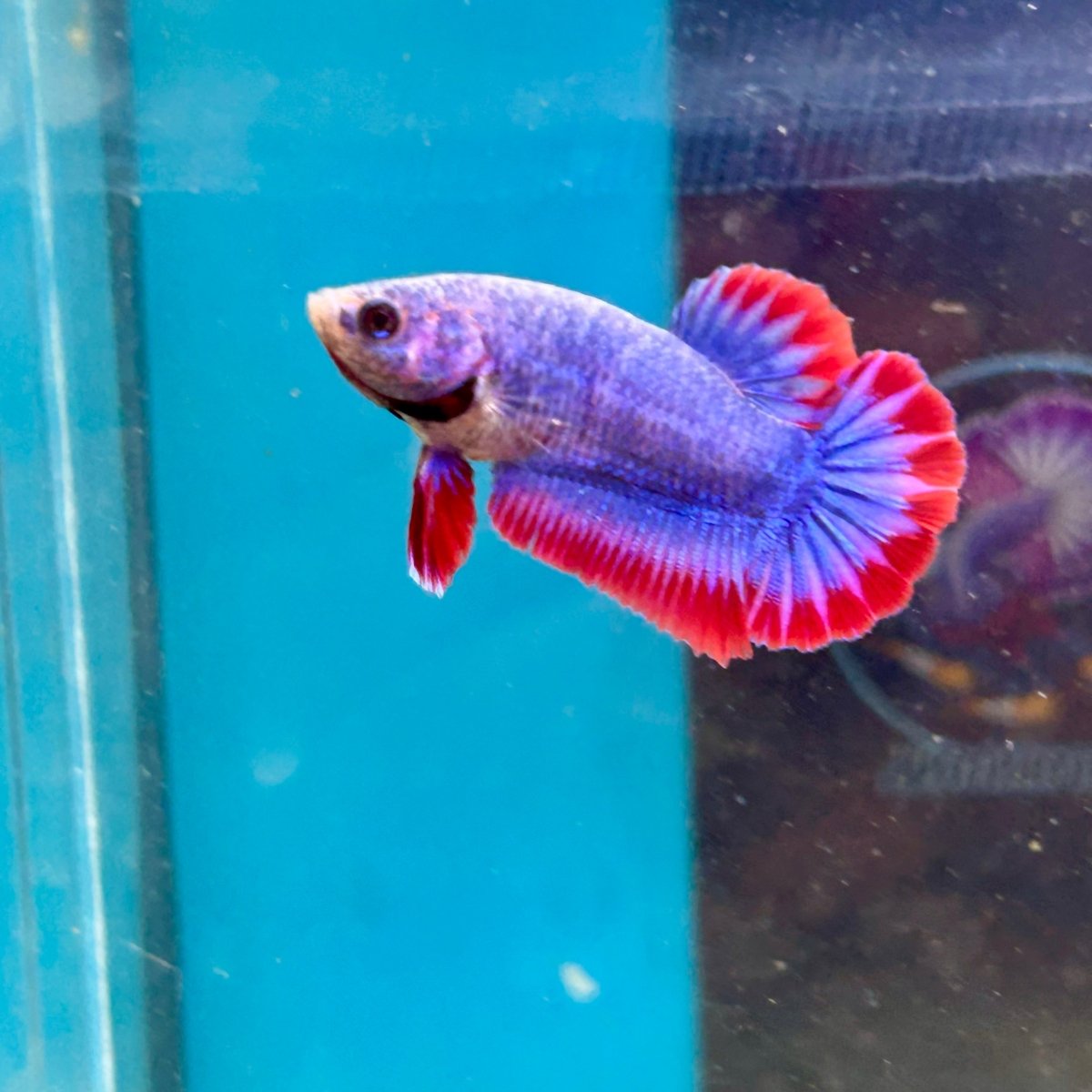Red Mascot Plakat - Female Betta 002