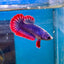Red Mascot Plakat - Female Betta 002