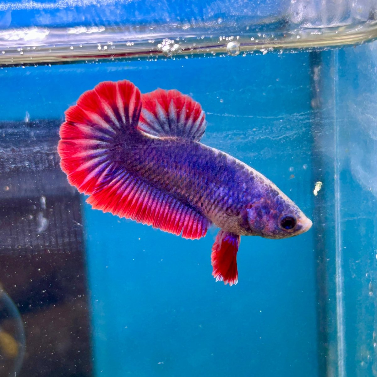 Red Mascot Plakat - Female Betta 002