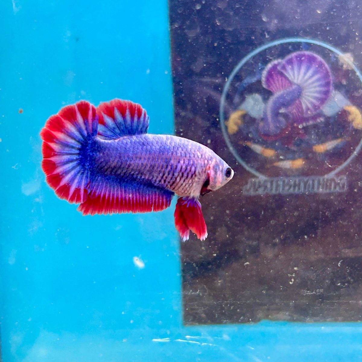 Red Mascot Plakat - Female Betta 002