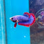 Red Mascot Plakat - Female Betta 002