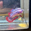 Red Mascot Plakat - Female Betta 095