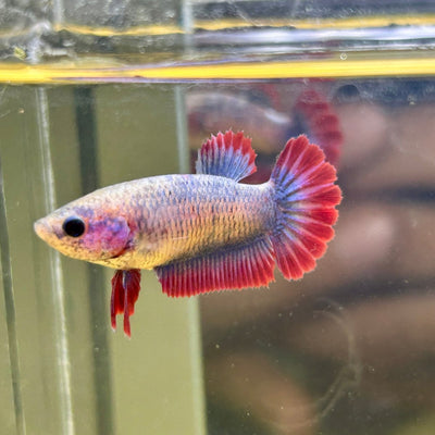 Red Mascot Plakat - Female Betta 095