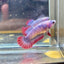 Red Mascot Plakat - Female Betta 095