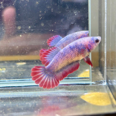 Red Mascot Plakat - Female Betta 095