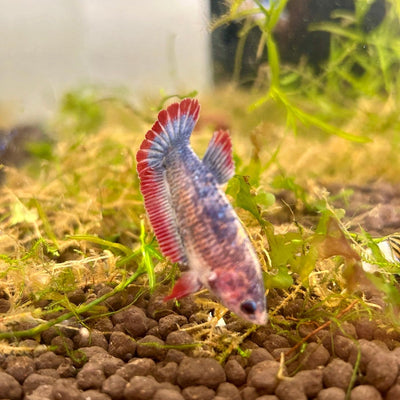 Red Mascot Plakat - Female Betta UNS - 20