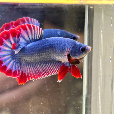 Red Mascot Plakat - Male Betta 047