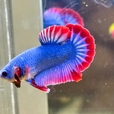 Red Mascot Plakat - Male Betta 047