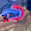 Red Mascot Plakat - Male Betta 047