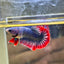 Red Mascot Plakat - Male Betta 124
