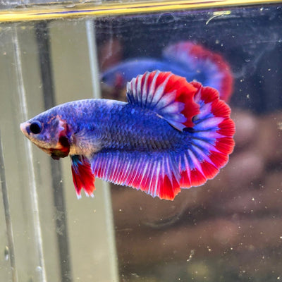 Red Mascot Plakat - Male Betta 124