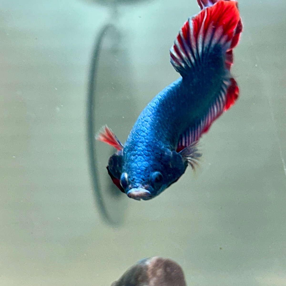 Red Mascot Plakat - Male Betta A06