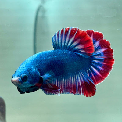 Red Mascot Plakat - Male Betta A06