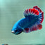 Red Mascot Plakat - Male Betta A06