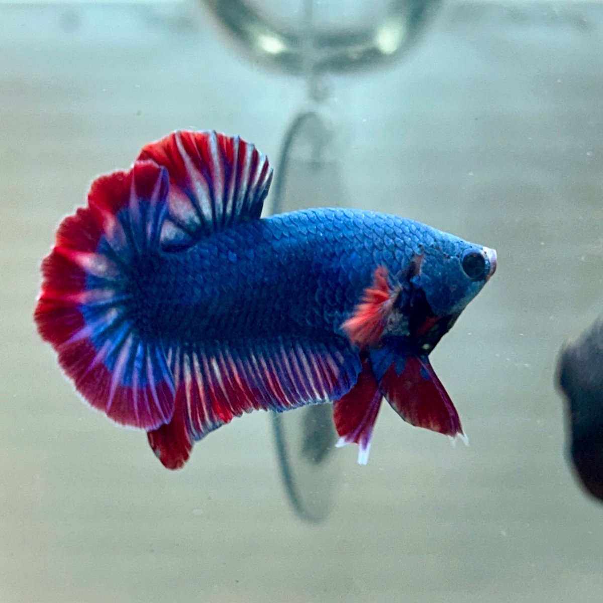Red Mascot Plakat - Male Betta A06