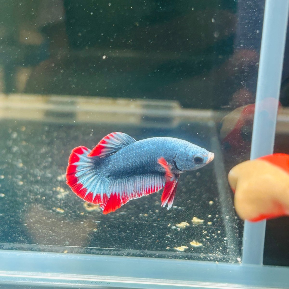 Red Mascot Plakat - Male Betta A100