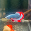 Red Mascot Plakat - Male Betta A100