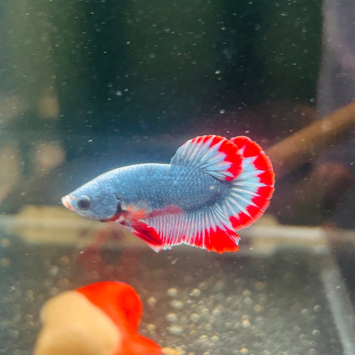 Red Mascot Plakat - Male Betta A100