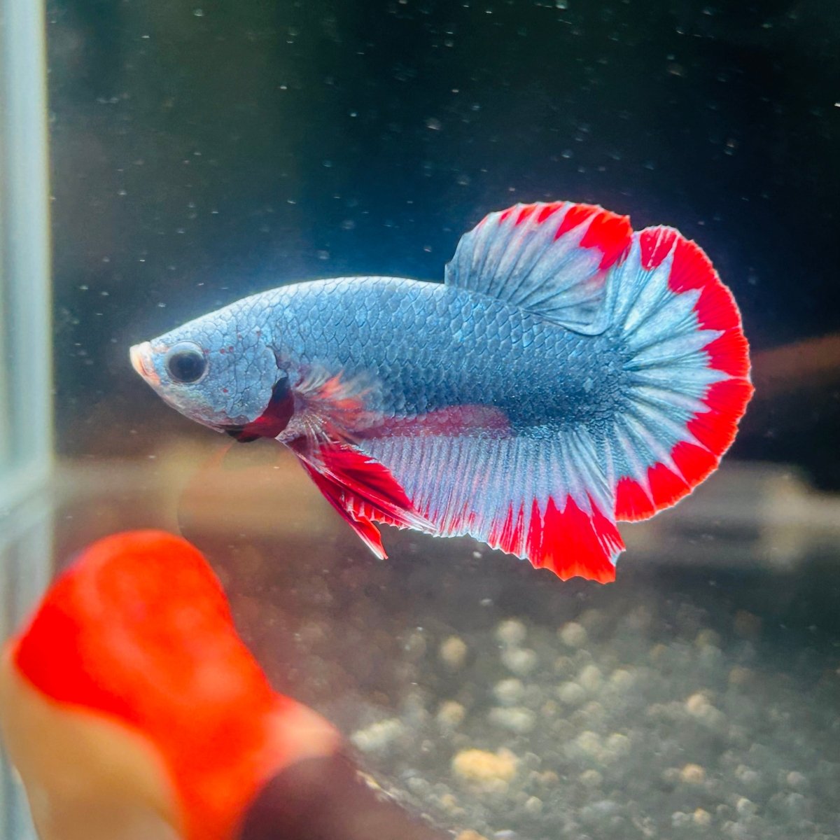 Red Mascot Plakat - Male Betta A100