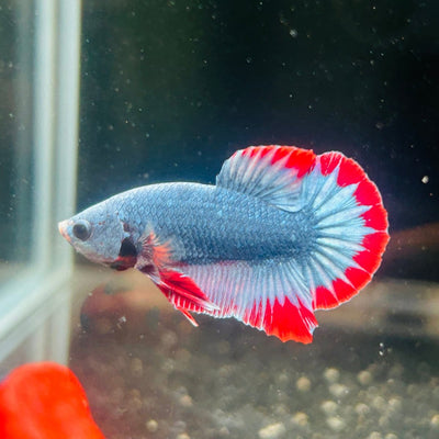 Red Mascot Plakat - Male Betta A100