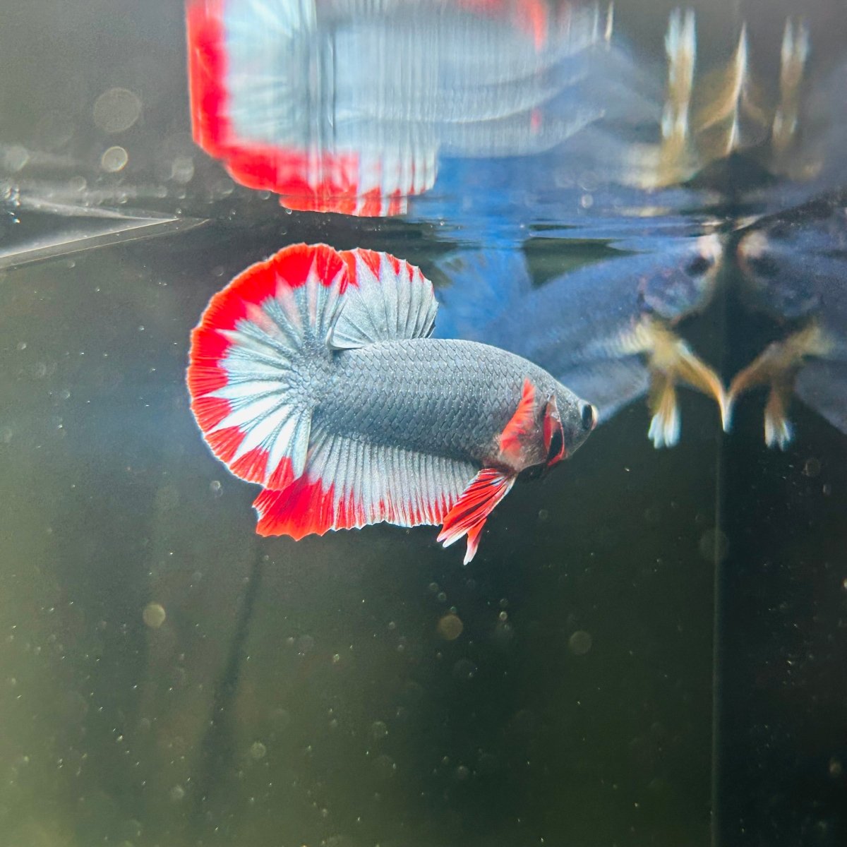 Red Mascot Plakat - Male Betta A100