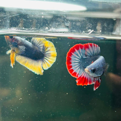Red Mascot Plakat - Male Betta A100