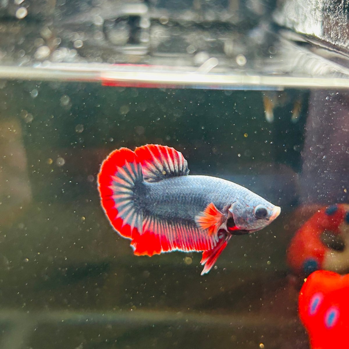 Red Mascot Plakat - Male Betta A100