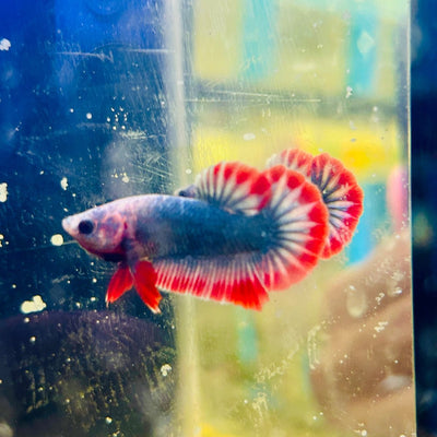 Red Mascot Plakat - Male Betta A57