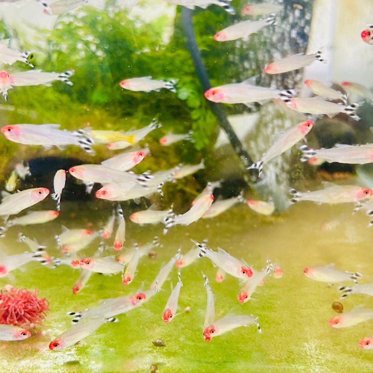 Red Rummy Nose Tetra Live Fish