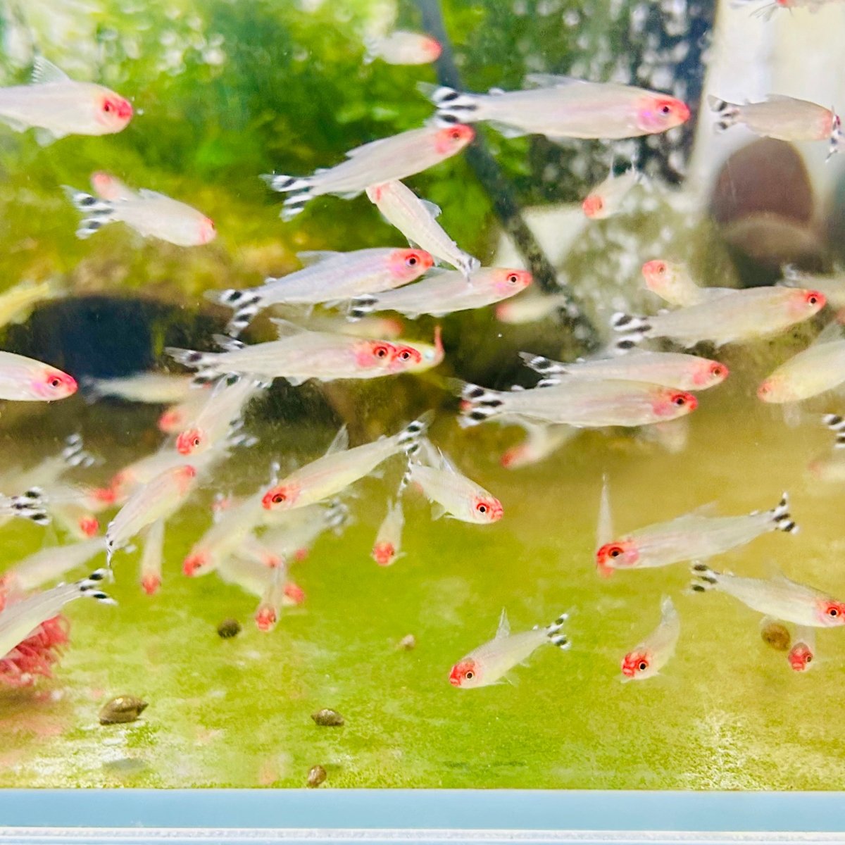 Red Rummy Nose Tetra Live Fish