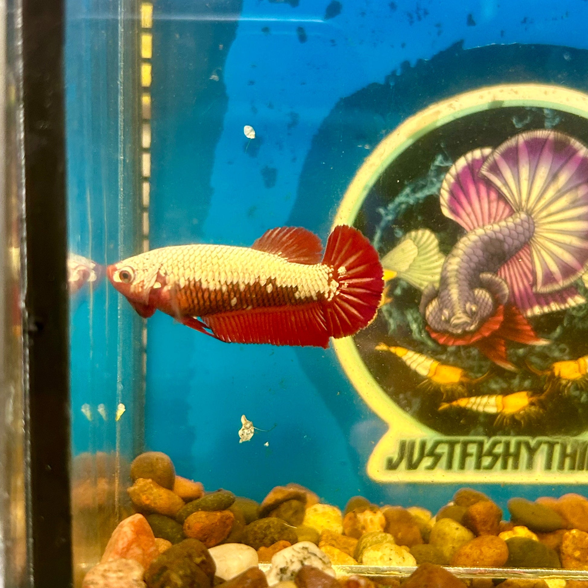 Red Samurai Plakat - Female Betta 056