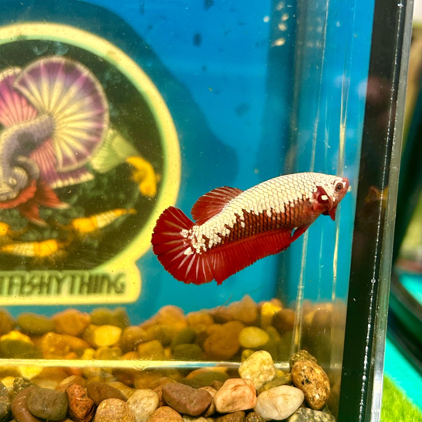 Red Samurai Plakat - Female Betta 056