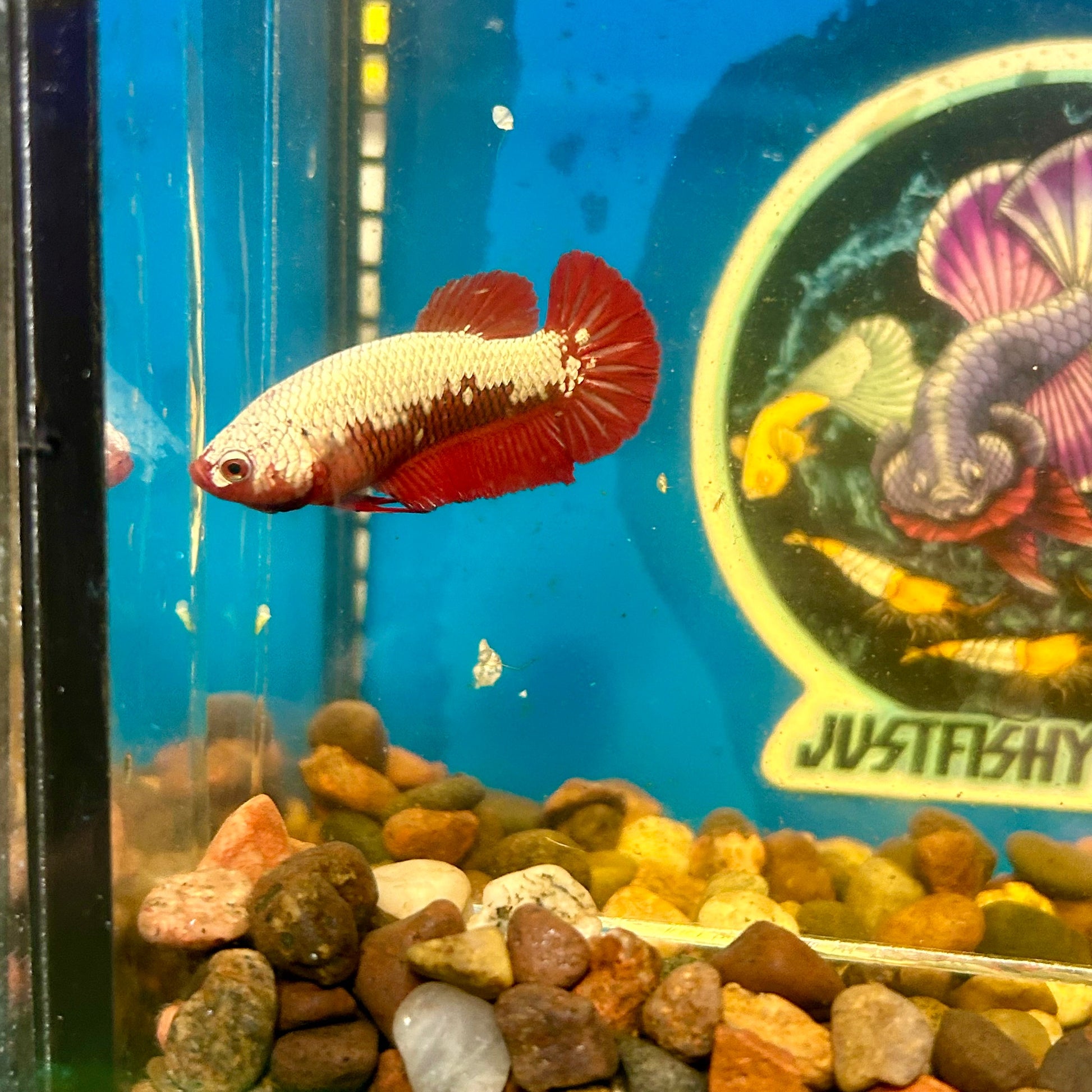 Red Samurai Plakat - Female Betta 056