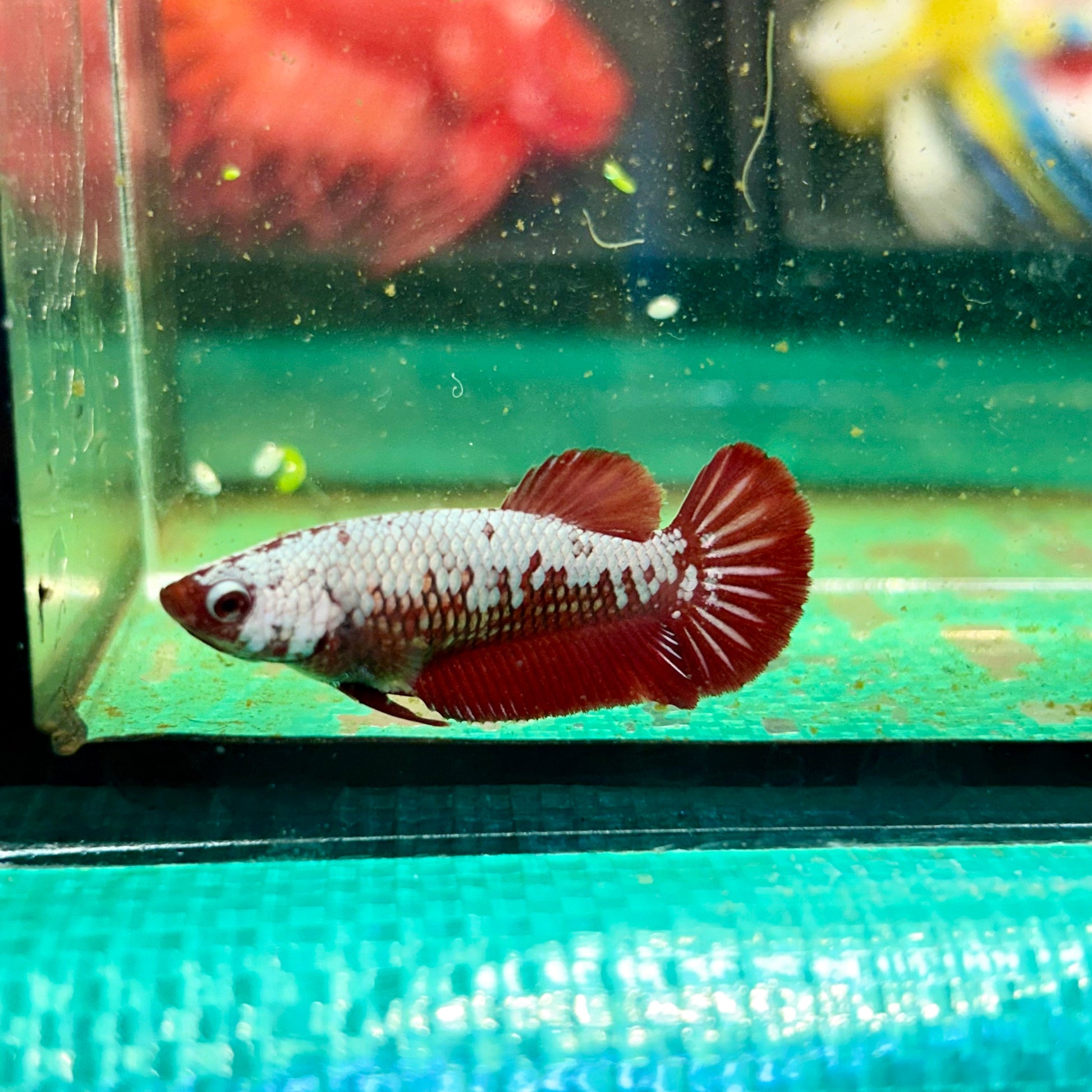 Red Samurai Plakat - Female Betta 104