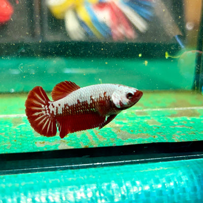 Red Samurai Plakat - Female Betta 104