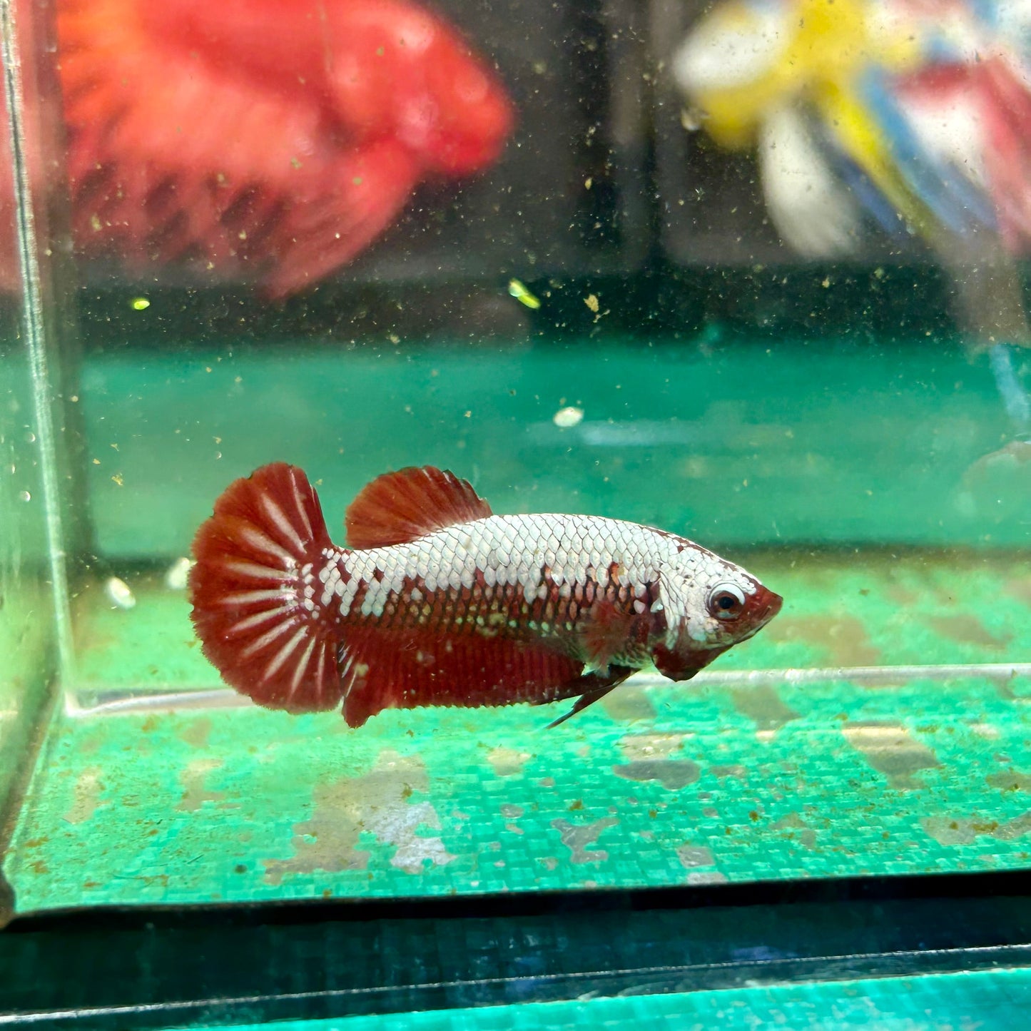 Red Samurai Plakat - Female Betta 104