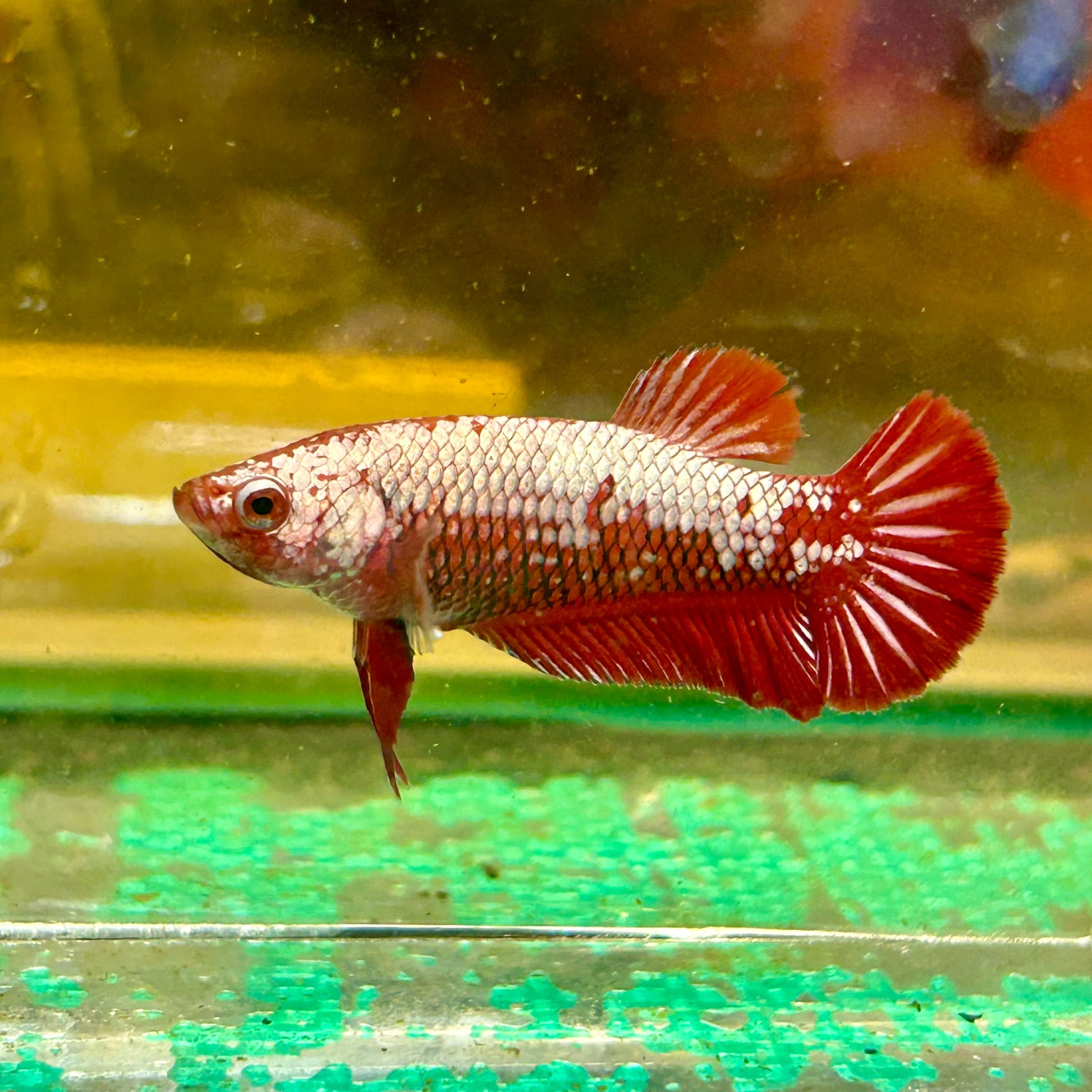 Red Samurai Plakat - Female Betta 113