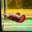 Red Samurai Plakat - Female Betta 113