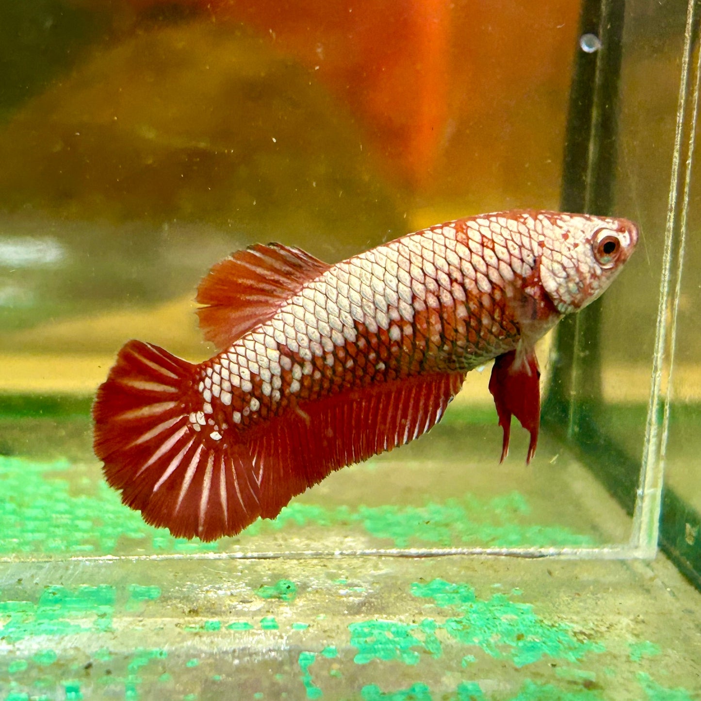 Red Samurai Plakat - Female Betta 113