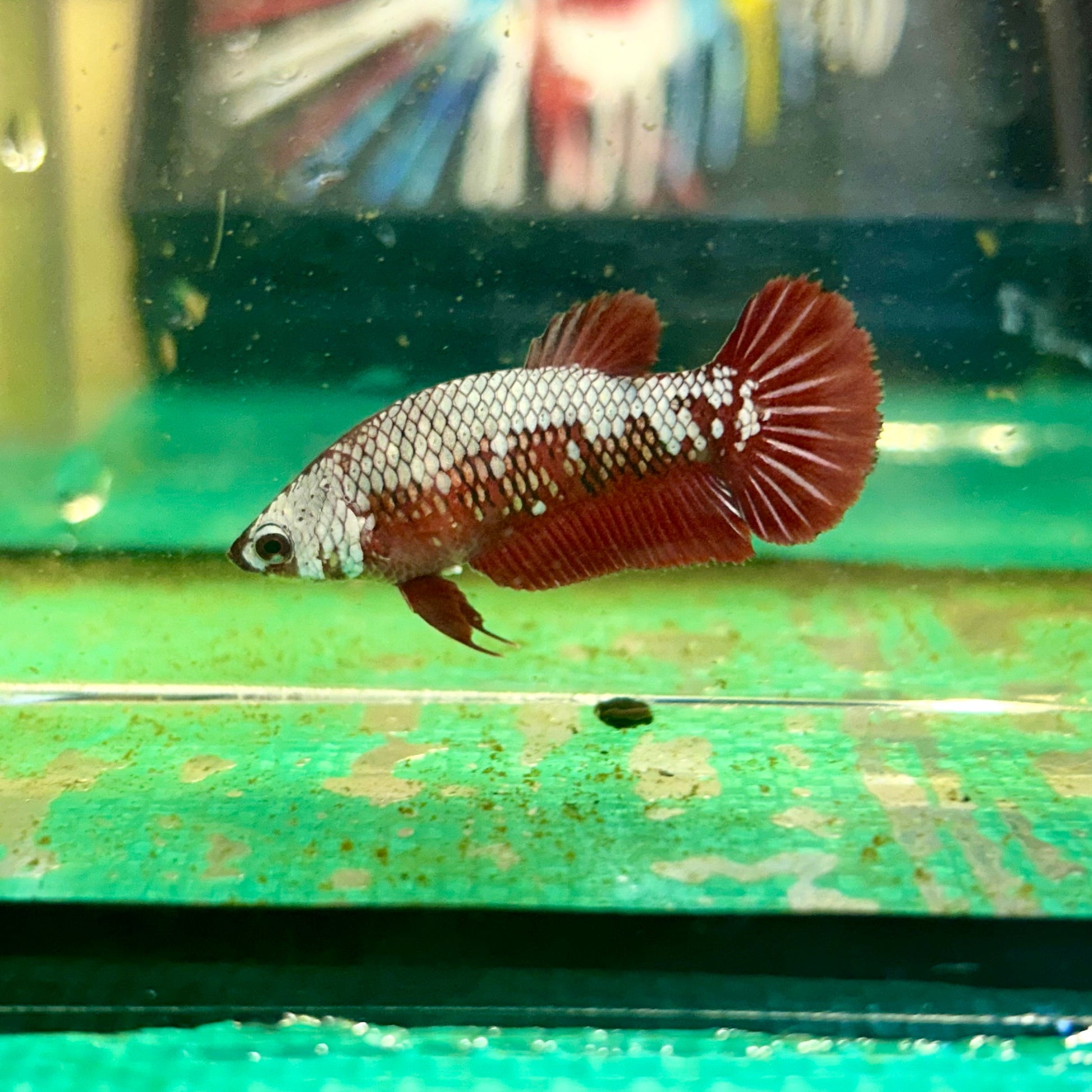 Red Samurai Plakat - Female Betta 56