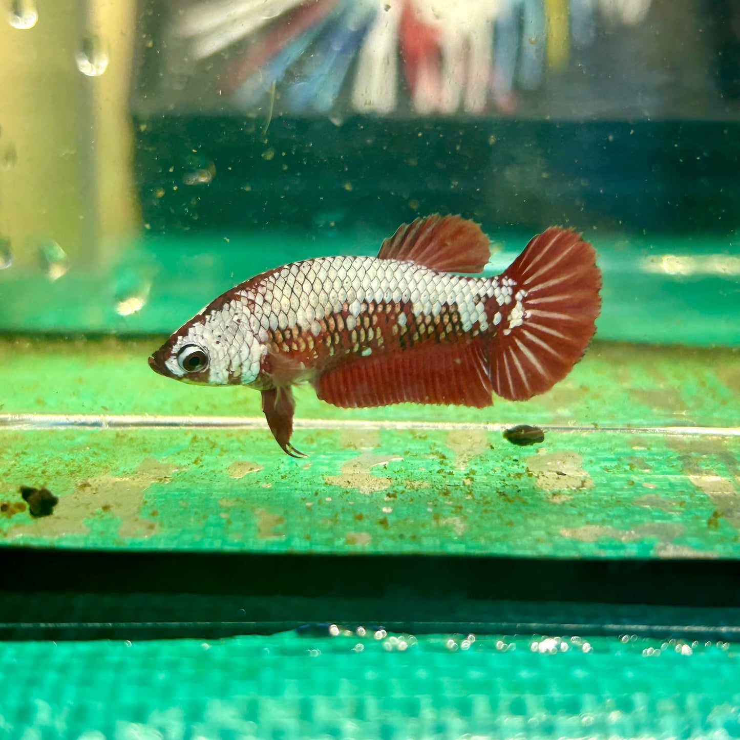 Red Samurai Plakat - Female Betta 56