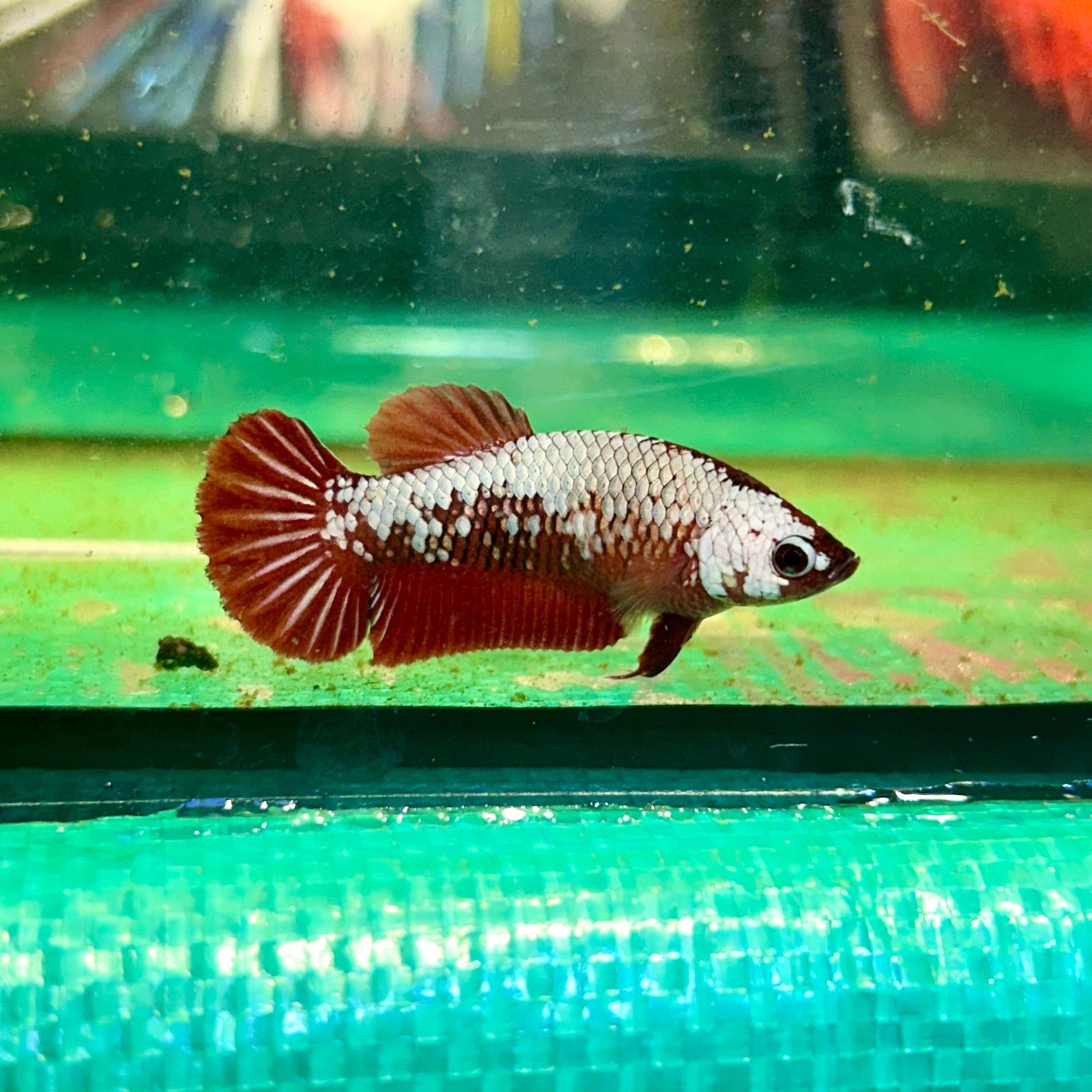 Red Samurai Plakat - Female Betta 56