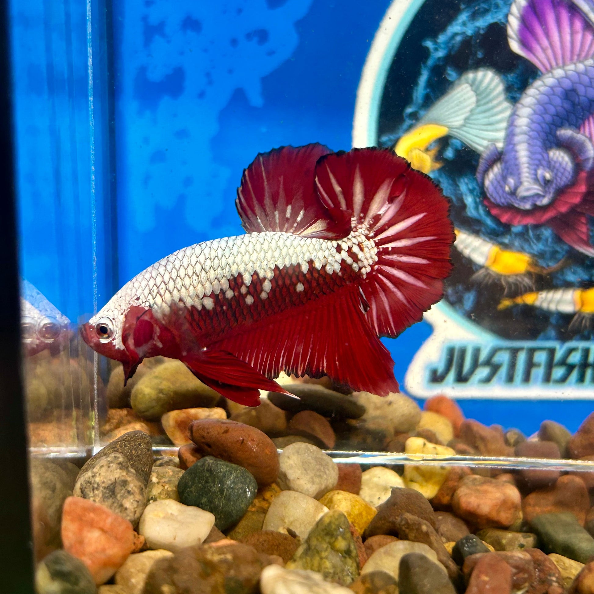 Red Samurai Plakat - Male Betta 096